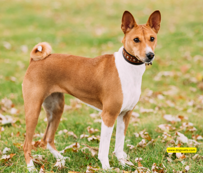 Basenji Dog Breed: The Barkless African Hound